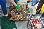 A few Dungeness Crab in the trap