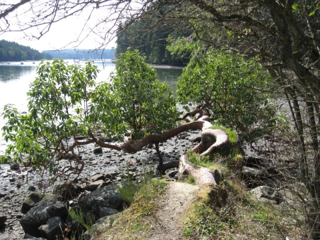 Horizontal Arbutus tree.  (madrona in US)