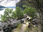 Horizontal Arbutus tree.  (madrona in US)