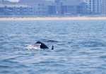 Highlight for Album: Dalphins feeding north of Lynnhaven Inlet