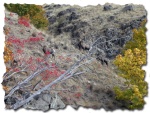 A closer look at the Big Horn Sheep