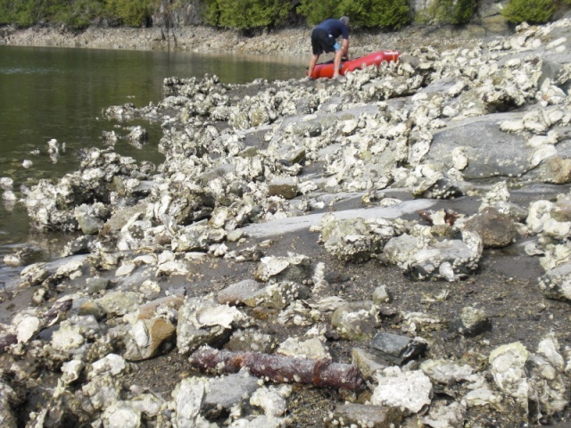 Old oyster bed at the site of the old homestead (burnt down in the 1920s).