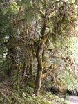 Mike Shuttler's old orchard trees still standing.