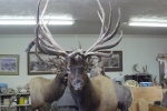 World Record Non-typical Elk, Sevier County, Utah 2008