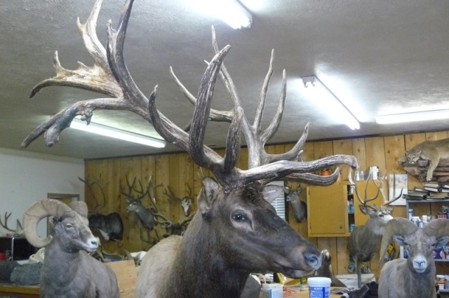 Elk 2008