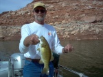 Small Mouth Bass, Lake Powell, Utah