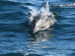 Dolphin at san Diego