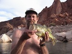 (Cygnet) 3 lb. Lake Powell Large Mouth Bass