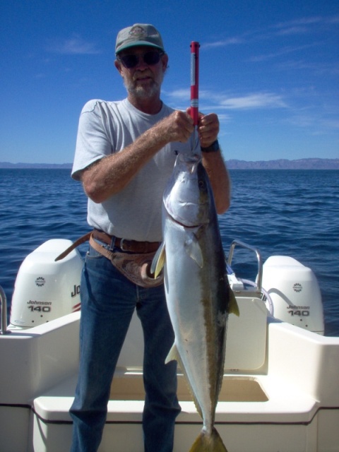 (Cygnet) California Yellowtail,  Magdalena Bay Baja Mexico