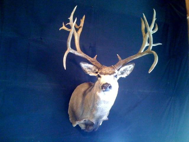 Brent's Buck, Sevier County, Utah