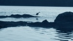 Princess Inlet, Wallace Island.  A blue heron on the hunt.  We watched it for about 20 minutes and it finally got a fish.  Very patient; very stealthy.