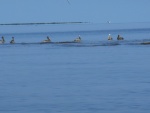 Fishing under the birds. You can see the fry puddling on the surface.