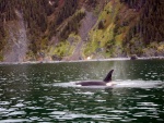 Hinchinbrook Prince William Sound