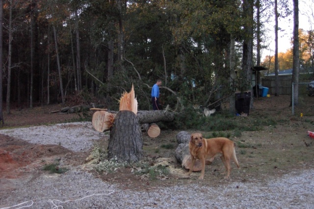 Trees in the way of boat parking.  All part of CD purchase preperation.