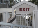 Brown pelican neighbor