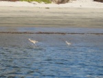 sandpipers and waders
