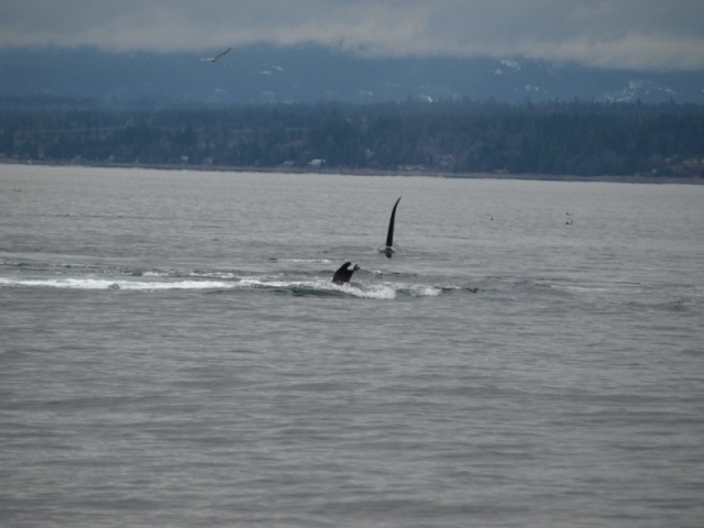 Big Daddy Orca coming in for final pummeling