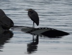 Blue heron at Fords Cove, Hornby Is
