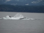 orchestrated hunt to overwhelm and drown sealion for dinner