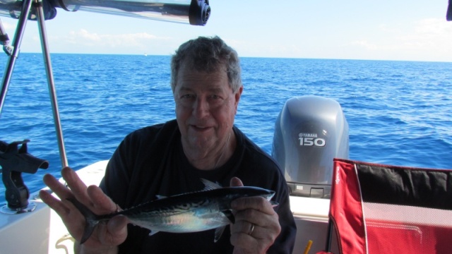 A very small False Albacore,trolling for spanish mackeral with # 1 Clark spoons. This poor little guy barely could spin the reel set on the clicker