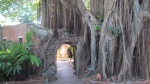 Visited the Key West Garden Clubs plant and tree collection. My wife went fishing so I decided that I should do things that she likes to do.Some crazy roots here. The gardens were developed inside what used to be a old brick civil war era fort.