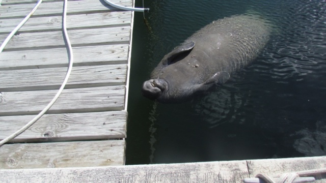 Manatee before we killed him and ate him