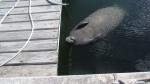 Manatee before we killed him and ate him