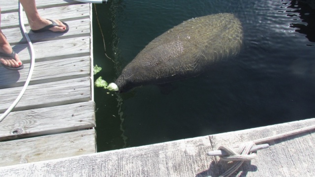 They like iceberg lettuce