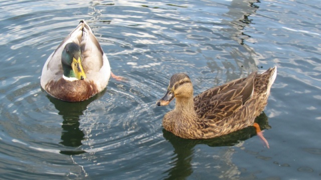 A mallard couple stopped over for a crushed crackers snack