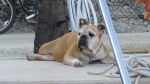 Boat guard dog Lucy