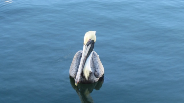 The pelican