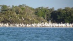 Bird Land looked like an Alfred Hitchcock movie