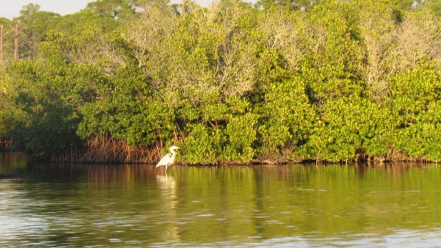 An egret in the afternoon light