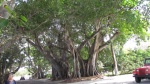 Banyon Street in Boca Grande. I bet these are banyon trees.