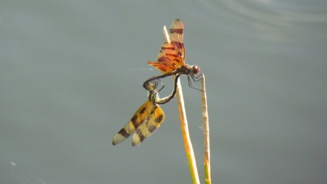 A couple of insects in Everglades National Park on the way to Flamingo