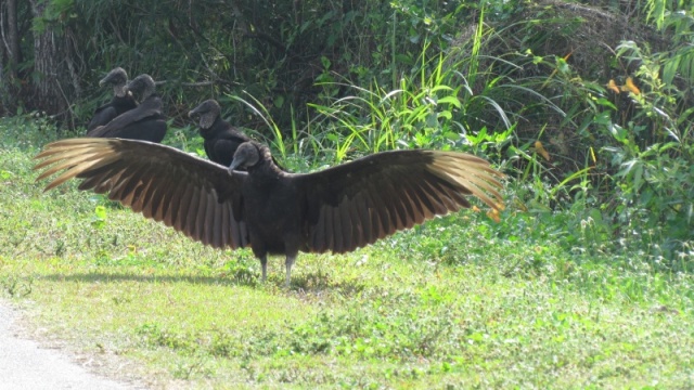 Everglades National Park most likely a male showing off