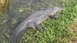 Gator in the Everglades National Park