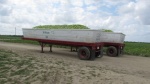 Outside Florida city a couple trailer loads of green tomatoes