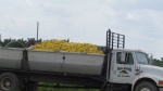 A load of yellow squash