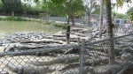 Everglades Alligator farm near Florida City