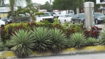 Nice looking cactus Key Largo
