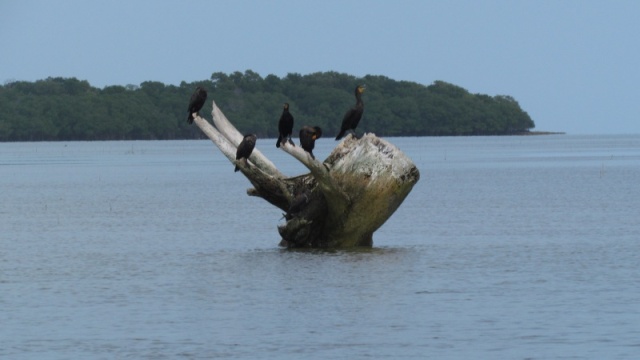 Birds on a stump