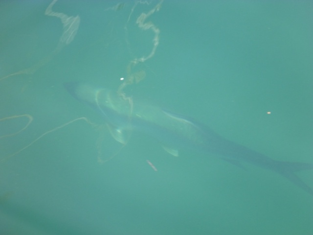 A decent sized tarpon swimming in Key West Harbor near the Schooners Wharf