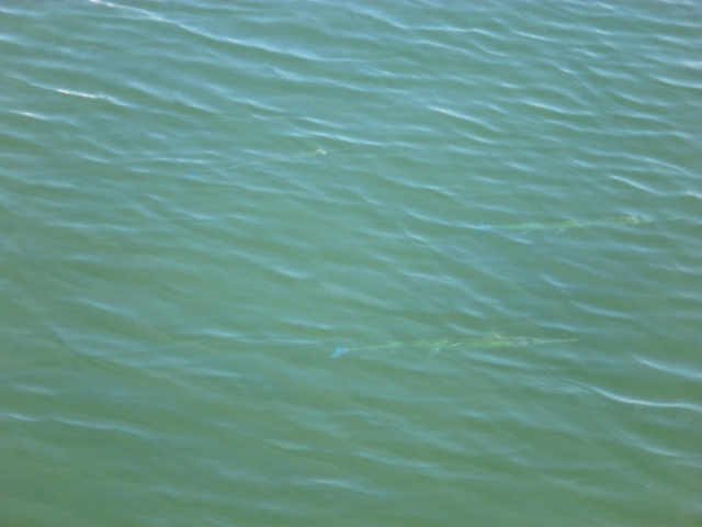 Look hard there are three needlefish in this photo