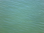 Look hard there are three needlefish in this photo