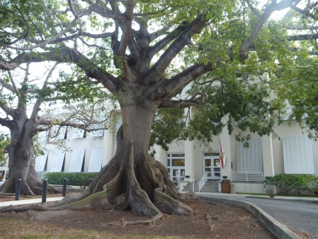 I'm not sure what kind of tree this is but check out the roots.