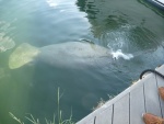 A manatee right in the City of Key West's Garrison Bight Marina on charter boat row.