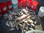 A lot of grunts with a couple large mangrove snappers on top,with some yellowtails mixed in