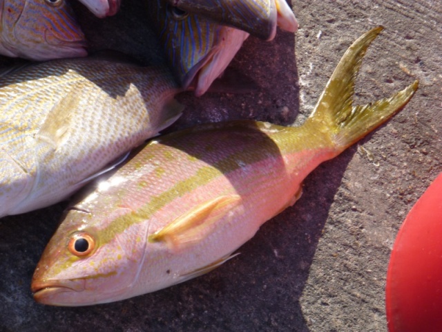 Yellowtail a good eating fish