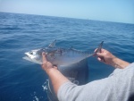 A little false Albacore he went back as they are a good fighing fish for their size but not so good eating